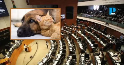 Organizaciones de protecci&oacute;n animal anunciaron que continuar&aacute;n vigilando el proceso legislativo de la Ley General en Materia de Bienestar, Cuidado y Protecci&oacute;n de los Animales.