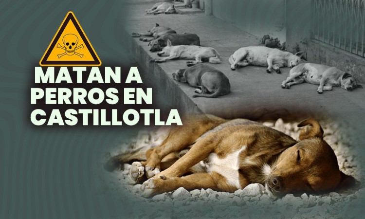 ¡Con los lomitos no! Asesinan a perritos en Castillotla