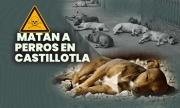 Ayuntamiento de Puebla investigará matanza de perros en Castillotla