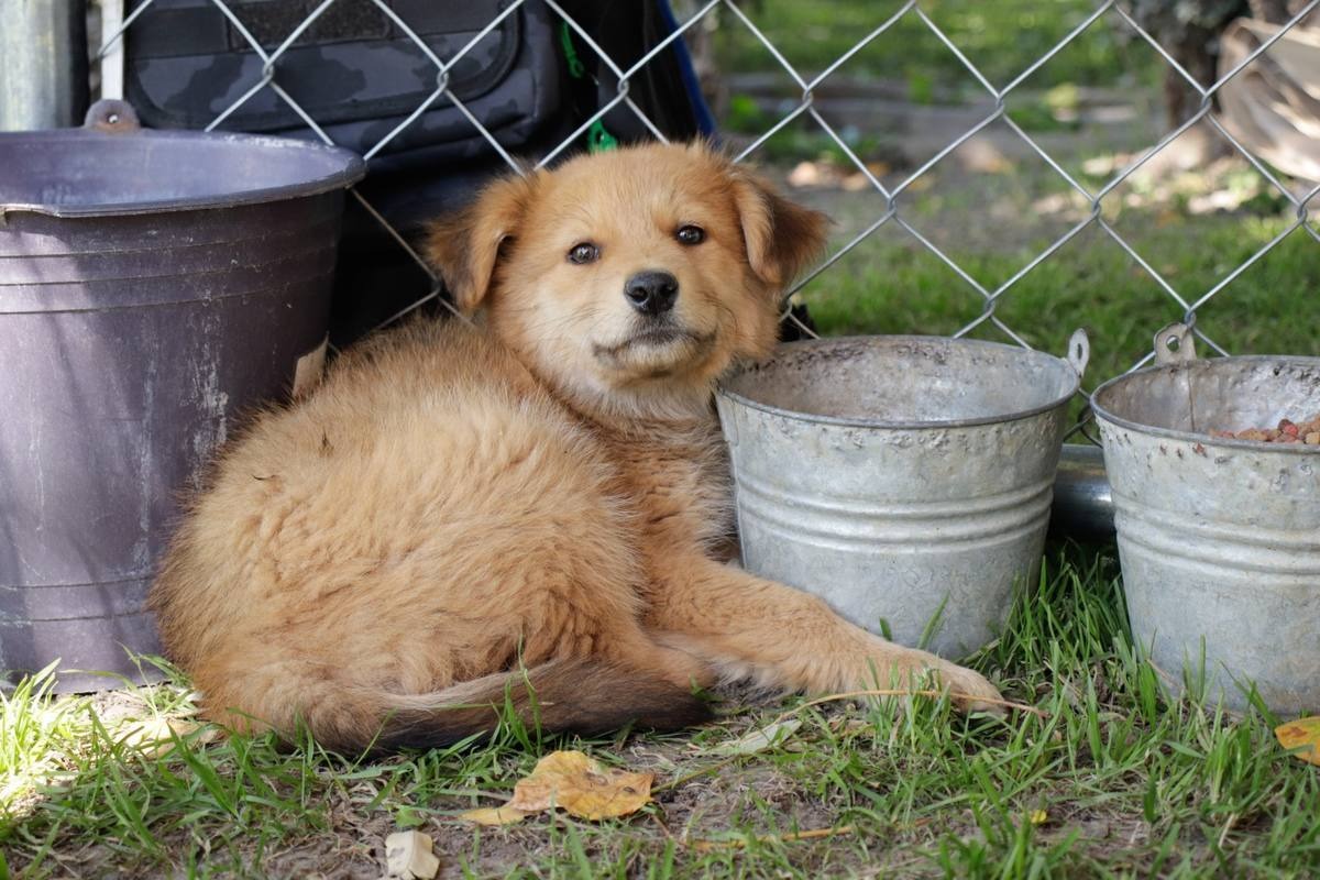 México ocupa el tercer lugar en maltrato o crueldad animal