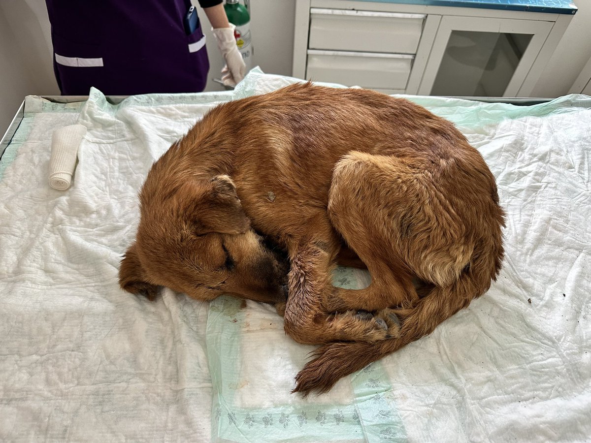 Los casos de maltrato animal persisten en la entidad poblana