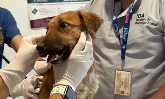 Colectivos Animalistas reportan a la Fiscalía caso de maltrato animal en Cuautlancingo