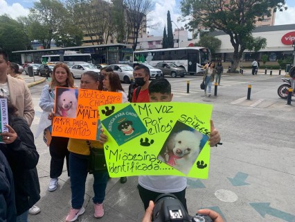 Colectivos animalistas exigen condenas más fuertes por maltrato animal