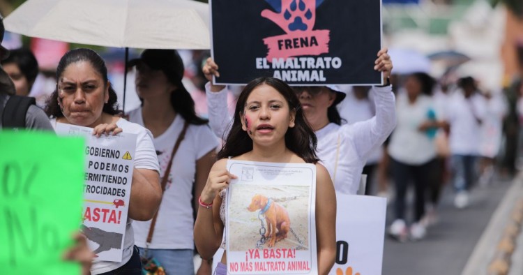 El maltrato animal crece en Puebla: Fiscalía tiene 79 denuncias