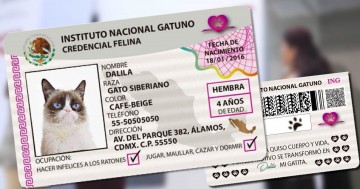 Gobierno del Estado tiene un padrón de mascotas ¿tú ya registraste a la tuya?