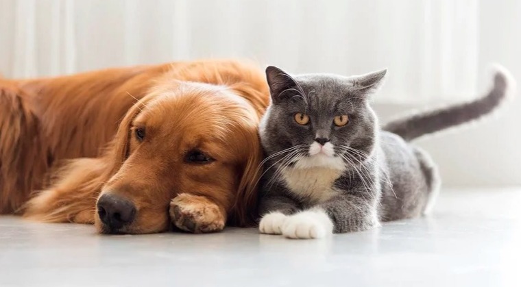 Los perros y gatos son los animales de afecto y compañía más habituales por eso es importante garantizar o intentar por lo menos su sana convivencia (Getty Images)