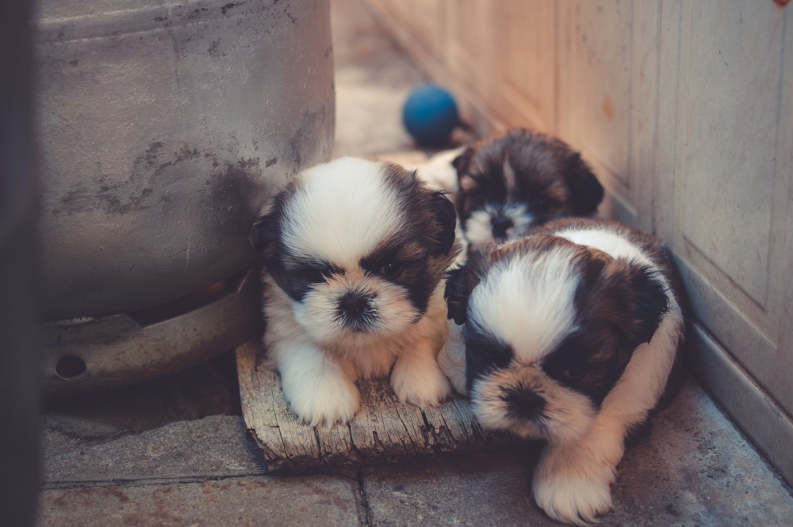 El área de Bienestar Animal registró cerca de 250 mil perros callejeros en Puebla