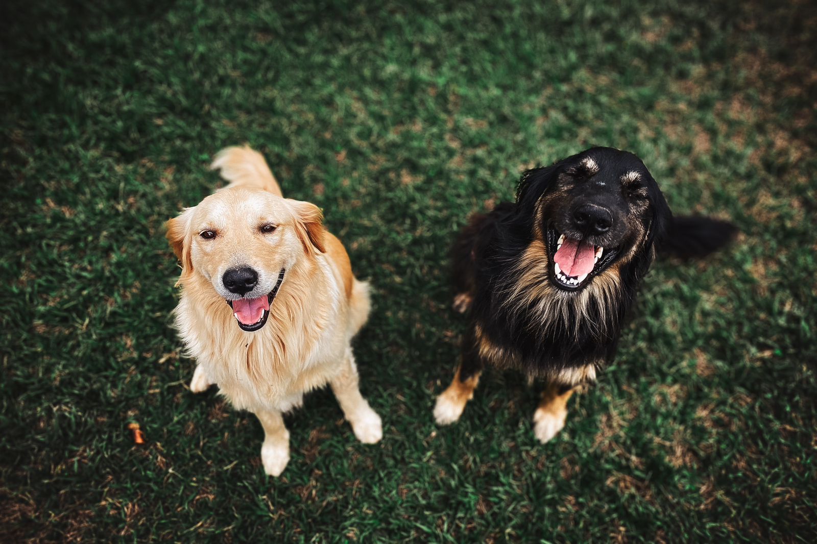 Perros callejeros en Puebla