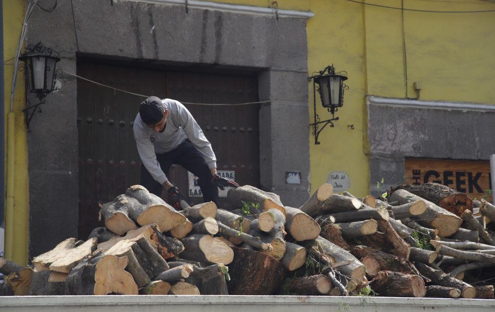Imparable la tala de árboles en la capital, se han derribado mil 35 desde 2021