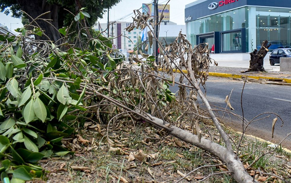 Imparable la tala de árboles en la capital, se han derribado mil 35 desde 2021