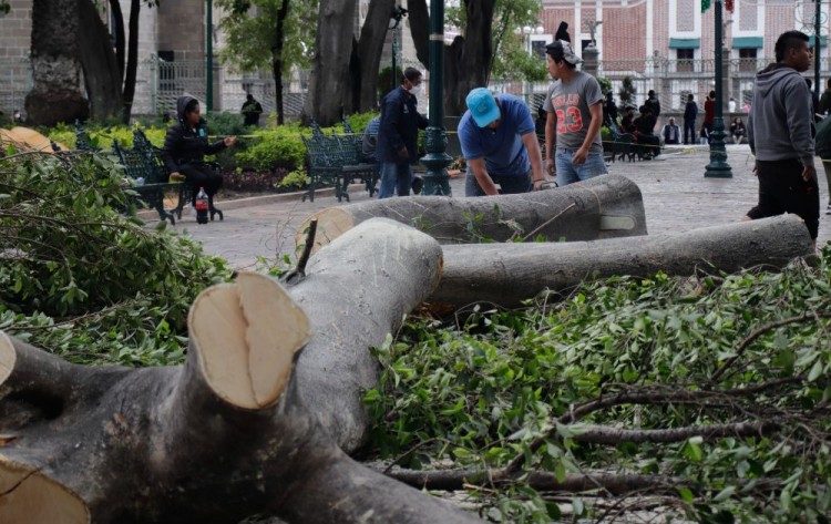 Mil 35 árboles han talado en Puebla capital desde 2021
