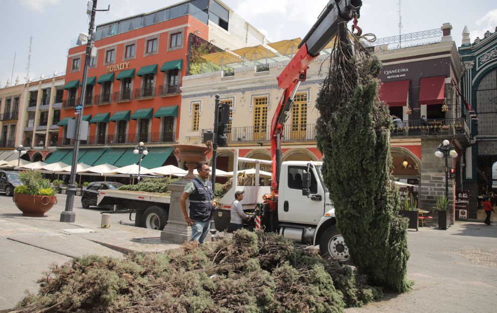 Tala de árboles en la capital poblana