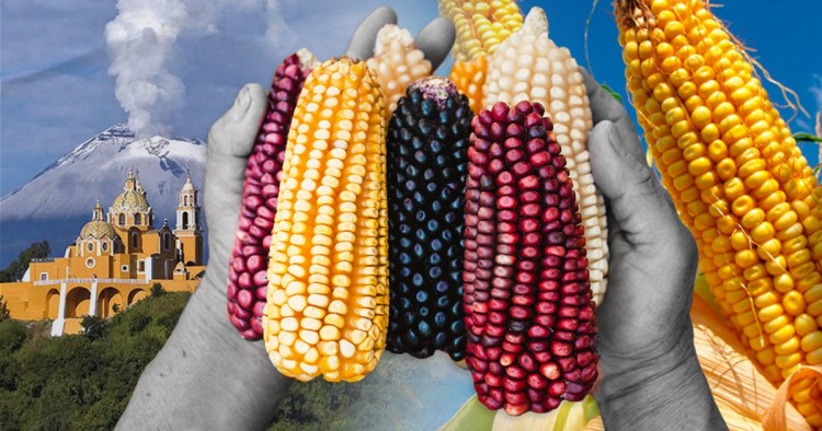 Puebla es segundo lugar nacional con mayor caída en producción de maíz