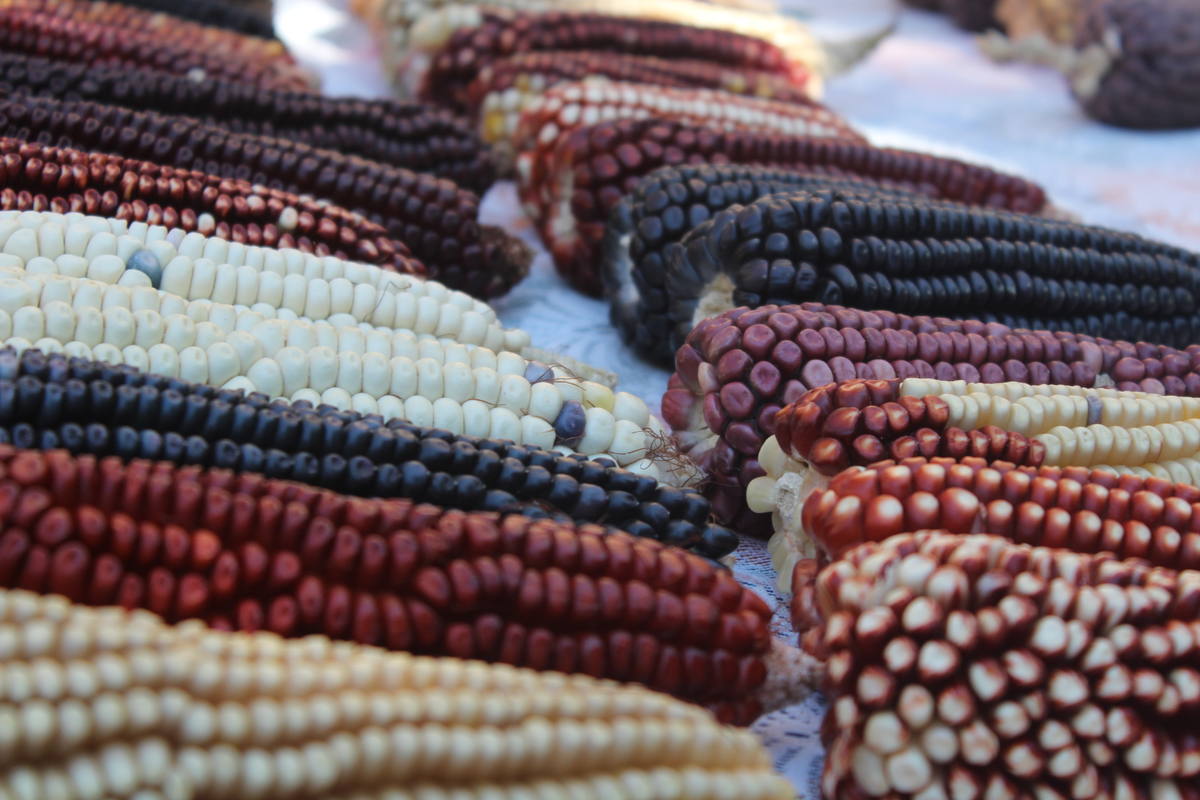 En el marco del Día Nacional del Maíz es importante conocer los lugares en México que producen este grano