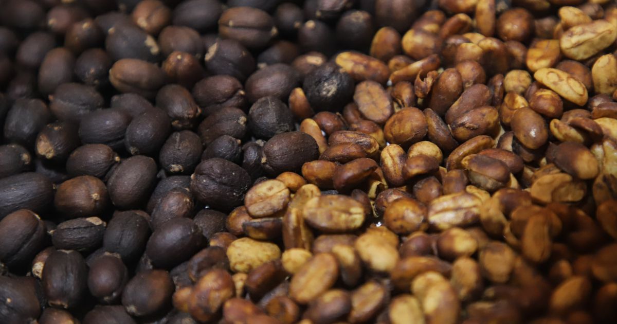 Puebla logró aumentar su producción de café cereza durante el periodo del ciclo reproductivo 2023 del grano