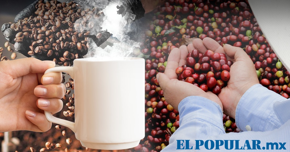Puebla es el primer productor de café cereza a nivel nacional