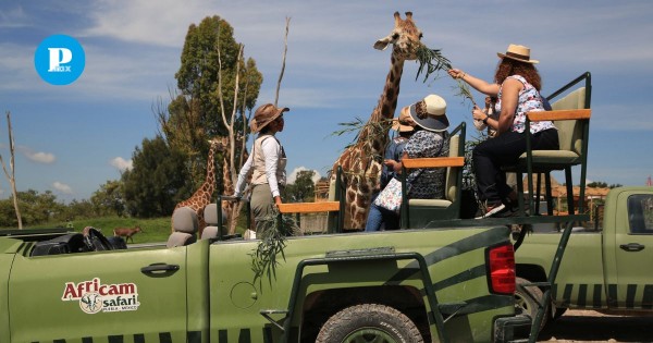 Africam Safari, refugio para la vida silvestre y nuevo hogar de la jirafa Benito