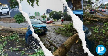 Árboles caídos por lluvias en Puebla