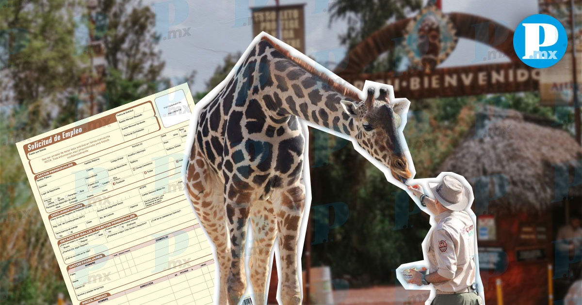 ¿Buscas trabajo? Africam Safari tiene vacantes por temporada navideña