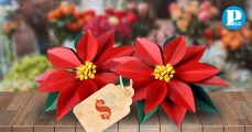 ¿Quieres comprar flores de Nochebuena? Te decimos dónde