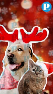 Lleva a tu peludito a la primera Posada “pet friendly” en Los Fuertes