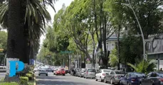 Critican reforma  de la Ley de Arbolado Urbano en Puebla; exigen sanciones por encalado y más áreas verdes