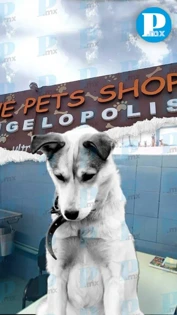 ¡Cuidado! “The Pets Shop”, la peor veterinaria para llevar a tu mascota