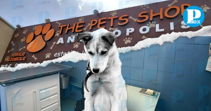 ¡Cuidado! “The Pets Shop”, la peor veterinaria para llevar a tu mascota