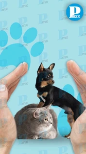 En estas colonias de Puebla, habrá esterilización y vacunas gratis para mascotas