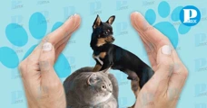 En estas colonias de Puebla, habrá esterilización y vacunas gratis para mascotas