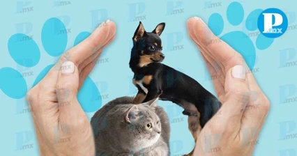 En estas colonias de Puebla, habrá esterilización y vacunas gratis para mascotas