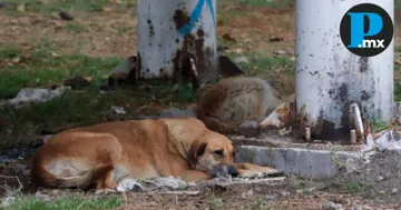 Tan sólo en el municipio de Puebla se han registrado 20 casos de atropellamiento a perros callejeros, así como 400 reportes por maltrato animal.