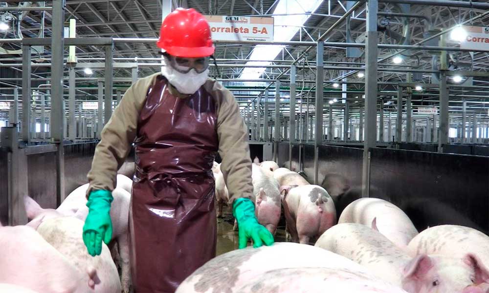 Certifican internacionalmente a Planta Procesadora de carne de Granjas Carroll 