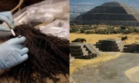 Descubren en Teotihuacán ramos de flores de más de mil 800 años de antigüedad 