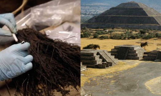 Descubren en Teotihuacán ramos de flores de más de mil 800 años de antigüedad 