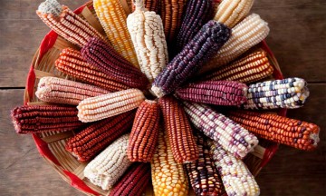 Hoy es el Día Nacional de Maíz, el alimento fundamental del mexicano