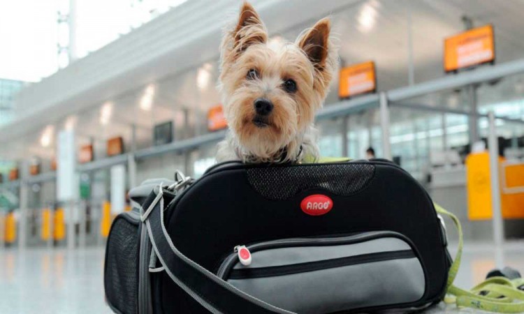 Ley busca que mascotas viajen en cabina de avión junto a sus dueños en Colombia