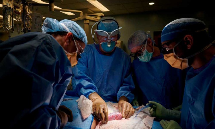 Realizan primer trasplante exitoso de un corazón de cerdo a un humano