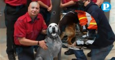 Muere Titán, perrito rescatista que salvó vidas en el sismo del 19S