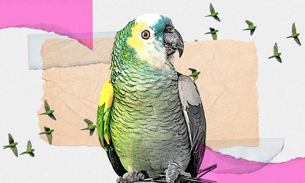 Tráfico de animales exóticos en Puebla, dispara lucha por el hábitat entre pericos y aves endémicas de la entidad 