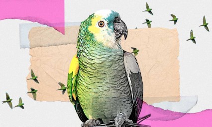 Tráfico de animales exóticos en Puebla, dispara lucha por el hábitat entre pericos y aves endémicas de la entidad 