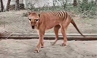 ¿Quieres saber cómo lucía un tigre de Tasmania? En Australia recrearon a color el último video de esta especie