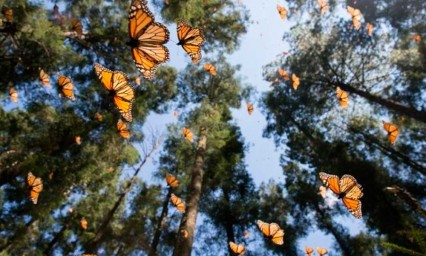 Deforestación en México, así afectaría a la mariposa monarca