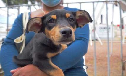 No hay evidencias de que mascotas transmitan el virus del COVID-19