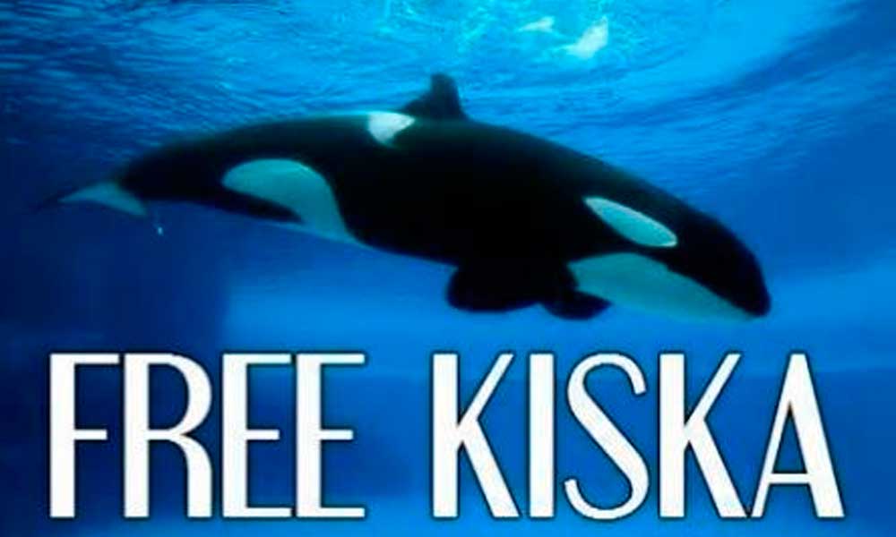 #FreeKiska: la historia de la última orca que vive en cautividad en Canadá