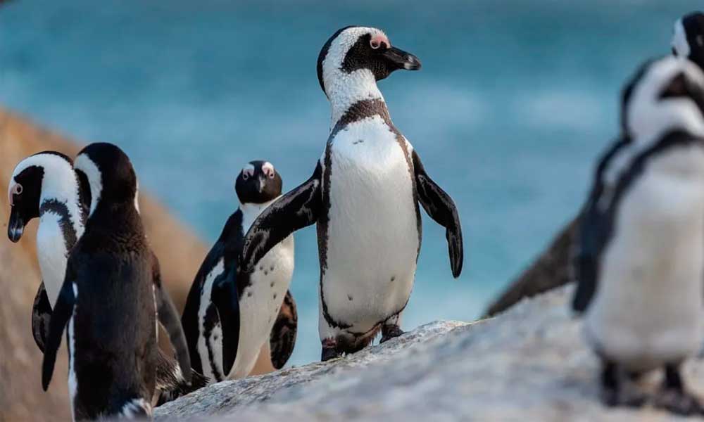 En cosas que no podemos entender, más de 60 pingüinos mueren a causa de picaduras de abeja en Sudáfrica
