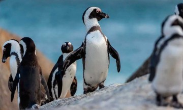 En cosas que no podemos entender, más de 60 pingüinos mueren a causa de picaduras de abeja en Sudáfrica