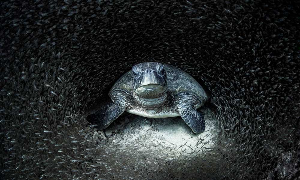 Estas fueron las mejores fotos de la vida marina del 2021 según Oceanographic Magazine