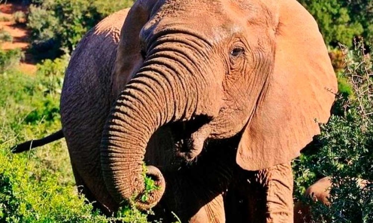 Consecuencias de la caza furtiva: algunos elefantes están naciendo sin colmillos
