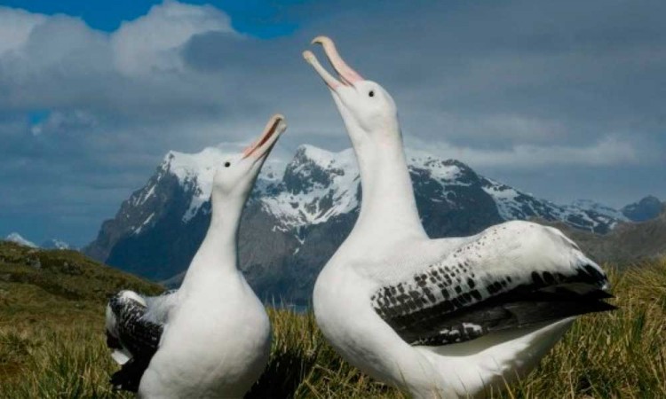 Efectos del cambio climático: Se disparan los “divorcios” de los albatros de las Malvinas